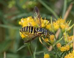 Image of Eastern Hornet Fly