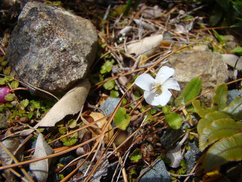 Image of Viola filicaulis Hook. fil.