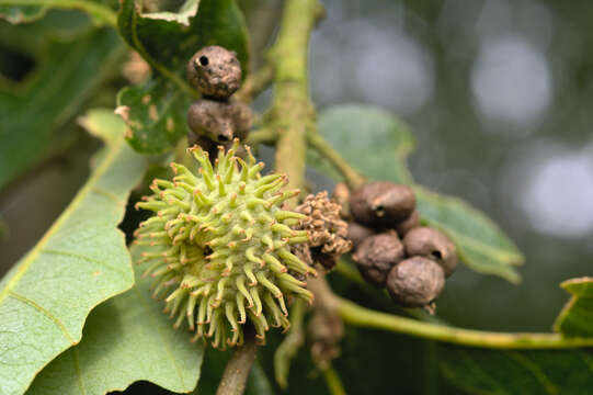 Image of European turkey oak