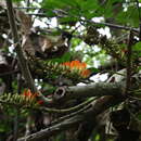 Image of Erythrina megistophylla Diels