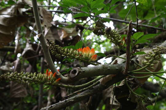 Image of Erythrina megistophylla Diels