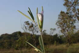 صورة Clitoria guianensis (Aubl.) Benth.