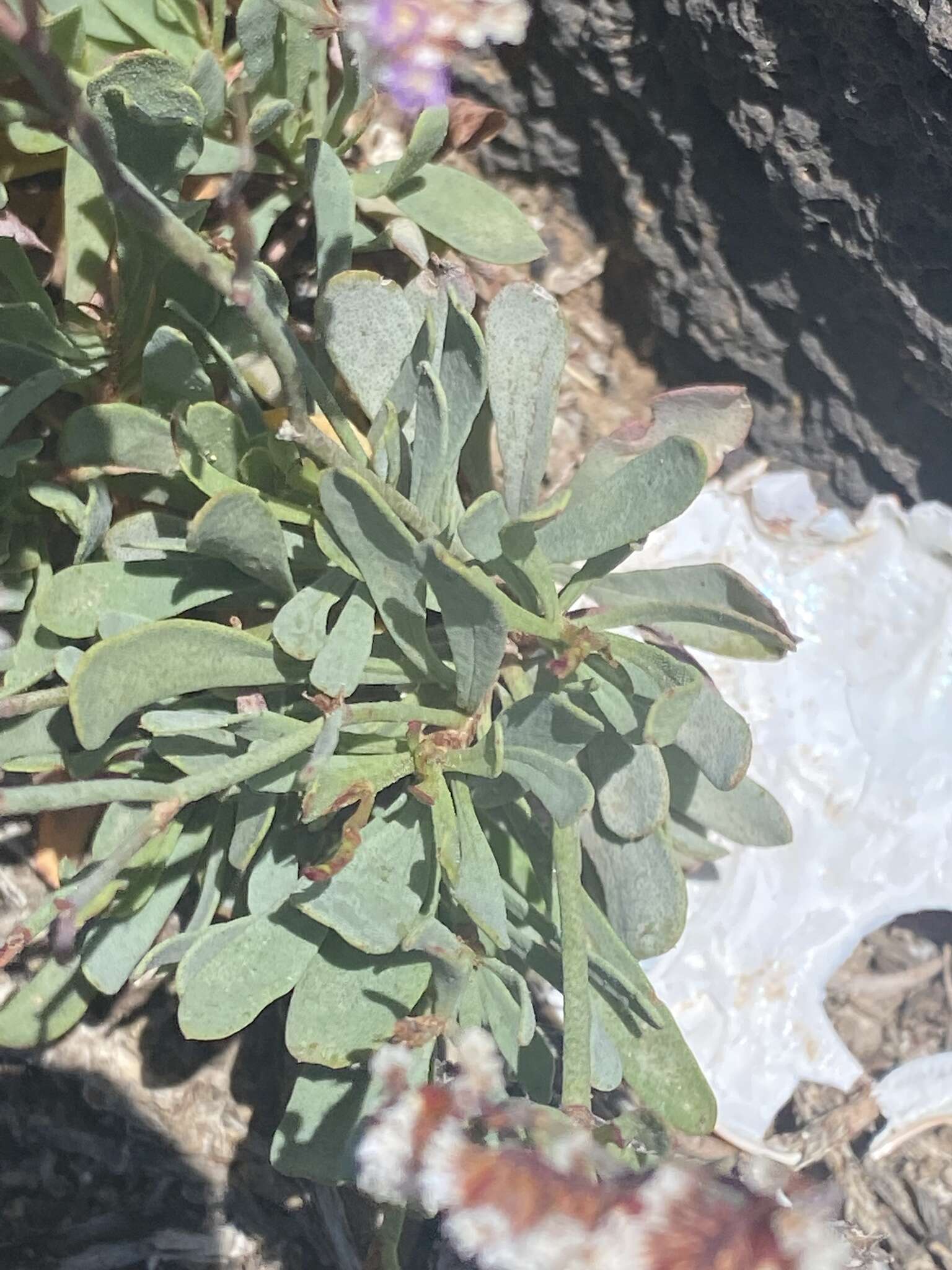 Limonium pectinatum (Ait.) Kuntze resmi