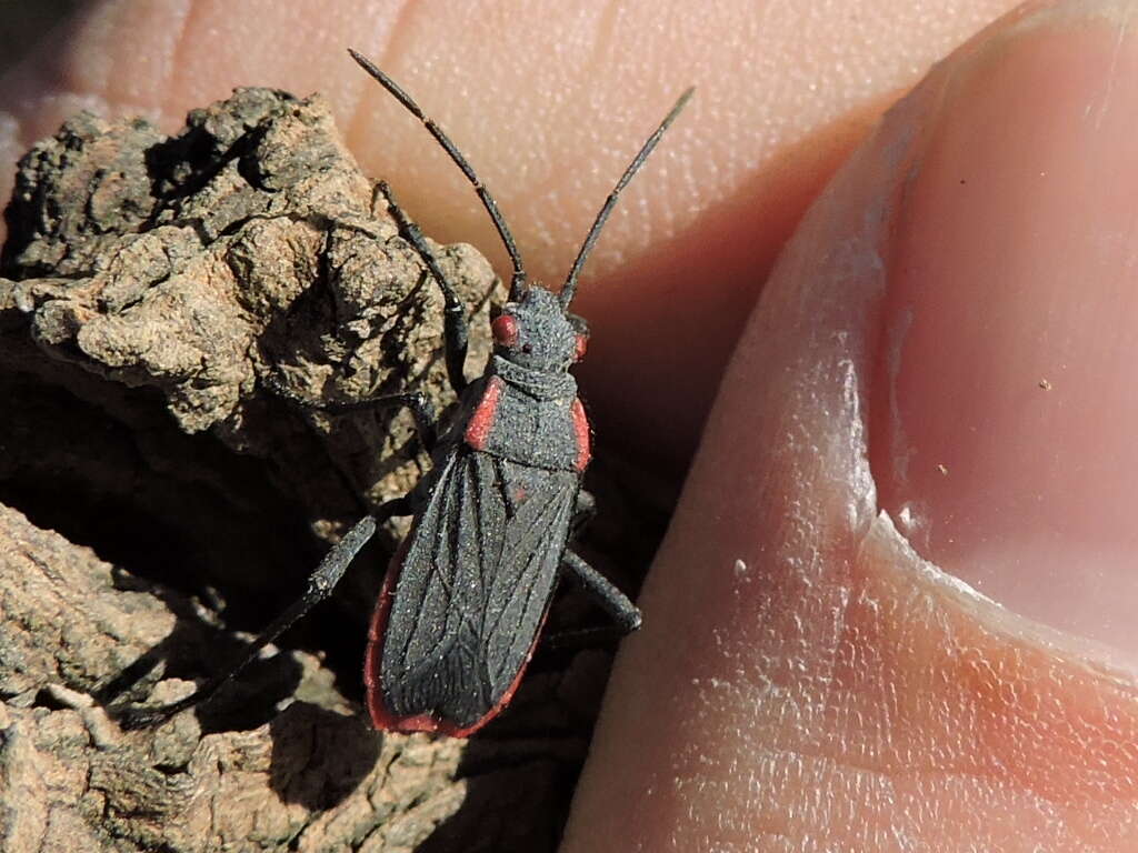 Image of Red-shouldered bug