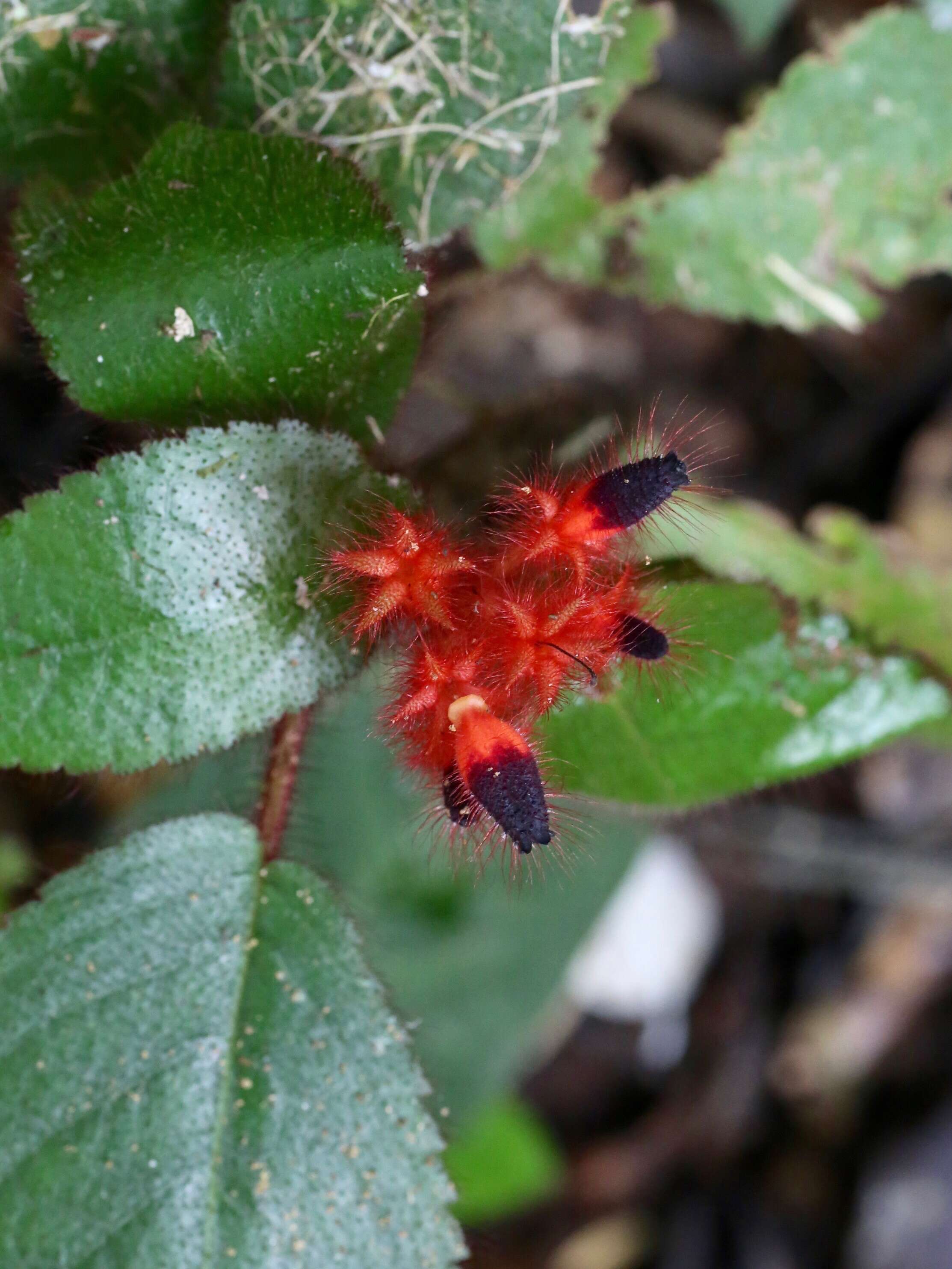 Image of Pearcea rhodotricha (Cuatrec.) L. P. Kvist & L. E. Skog