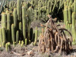 Image of <i>Trichocereus spachianus</i>