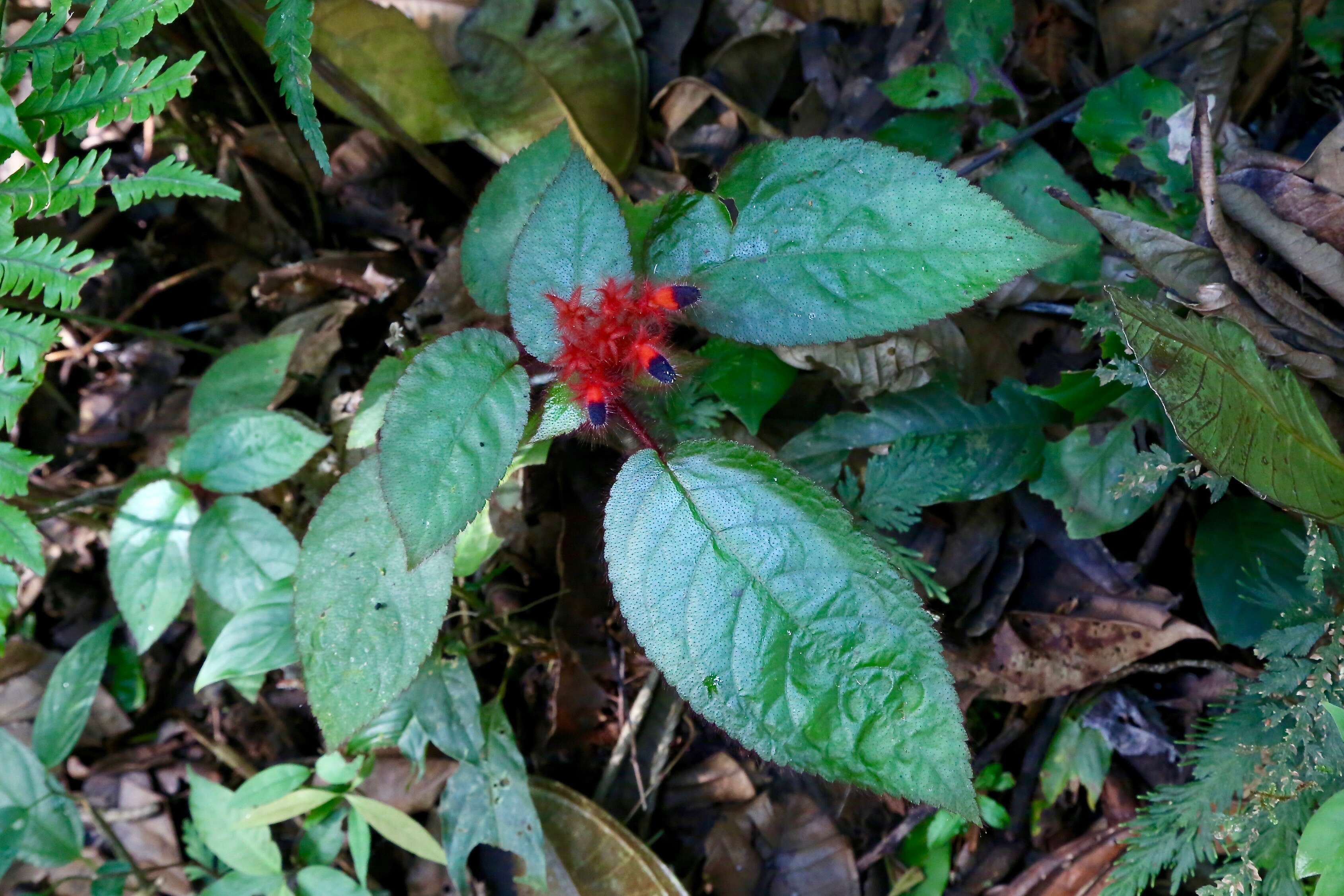 Image of Pearcea rhodotricha (Cuatrec.) L. P. Kvist & L. E. Skog