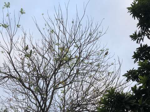 Image of Moustached Parakeet