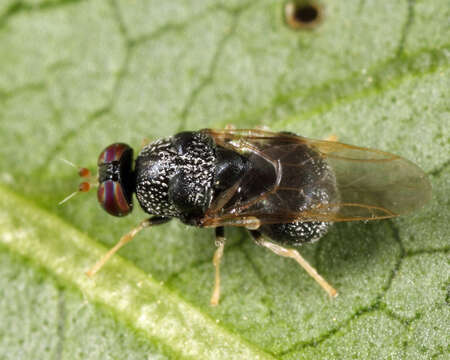 Image of Gowdeyana punctifera (Malloch 1915)