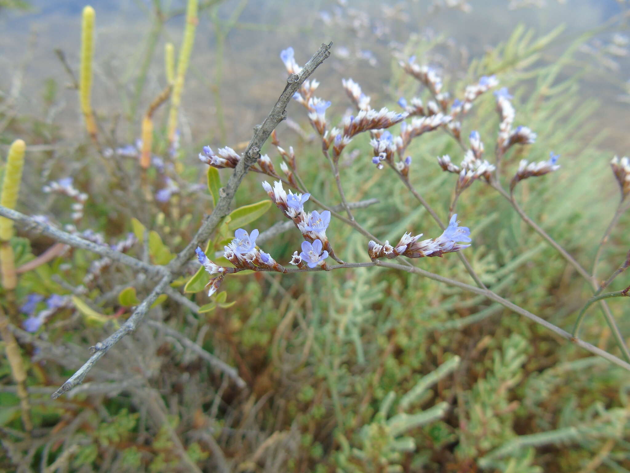 Imagem de Limonium brevipetiolatum R. Artelari & M. Erben