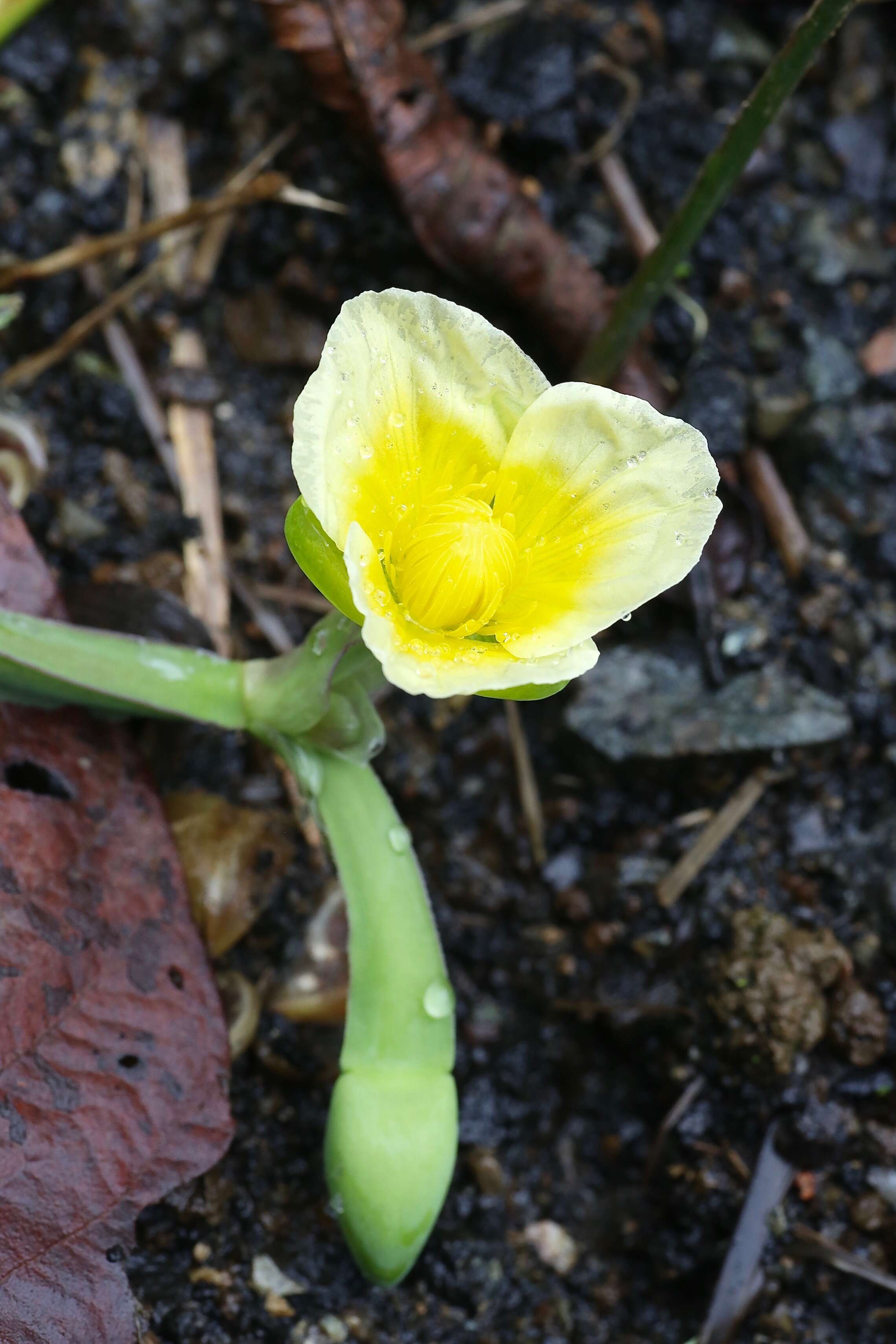 Image of velvetleaf