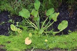 Image of velvetleaf