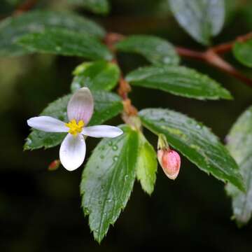 Image of fuchsia begonia