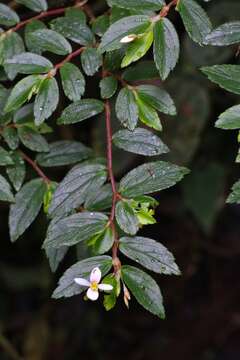 Image of fuchsia begonia