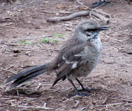 Image of Long-tailed Mockingbird