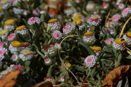 Image de Helichrysum argyrosphaerum DC.