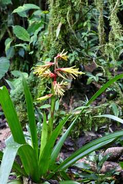 Image of Guzmania xanthobractea Gilmartin