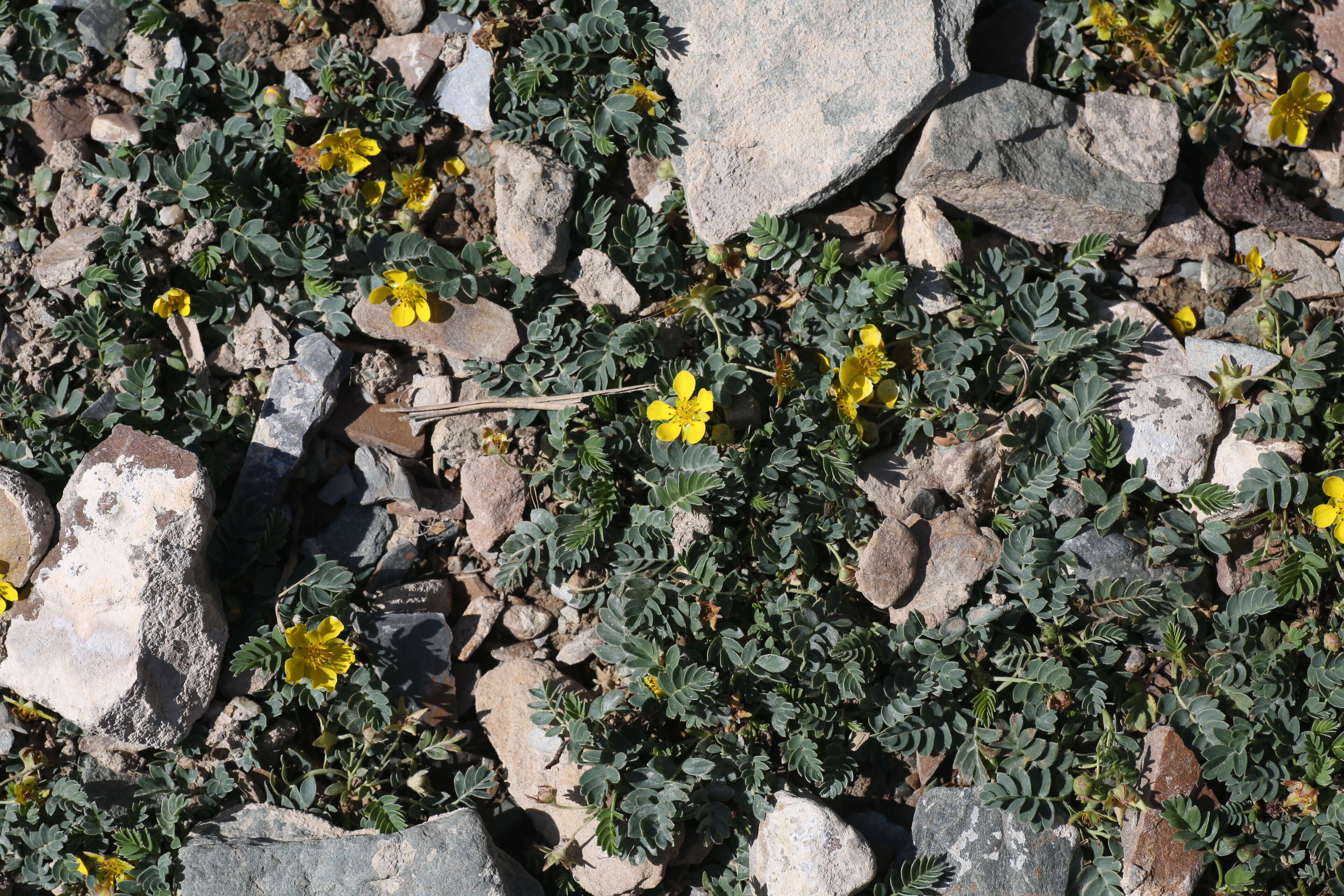 Image of silverweed