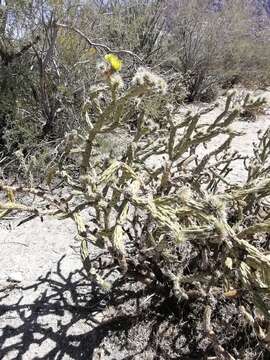 Image de Cylindropuntia californica var. delgadilloana (Rebman & Pinkava) Rebman