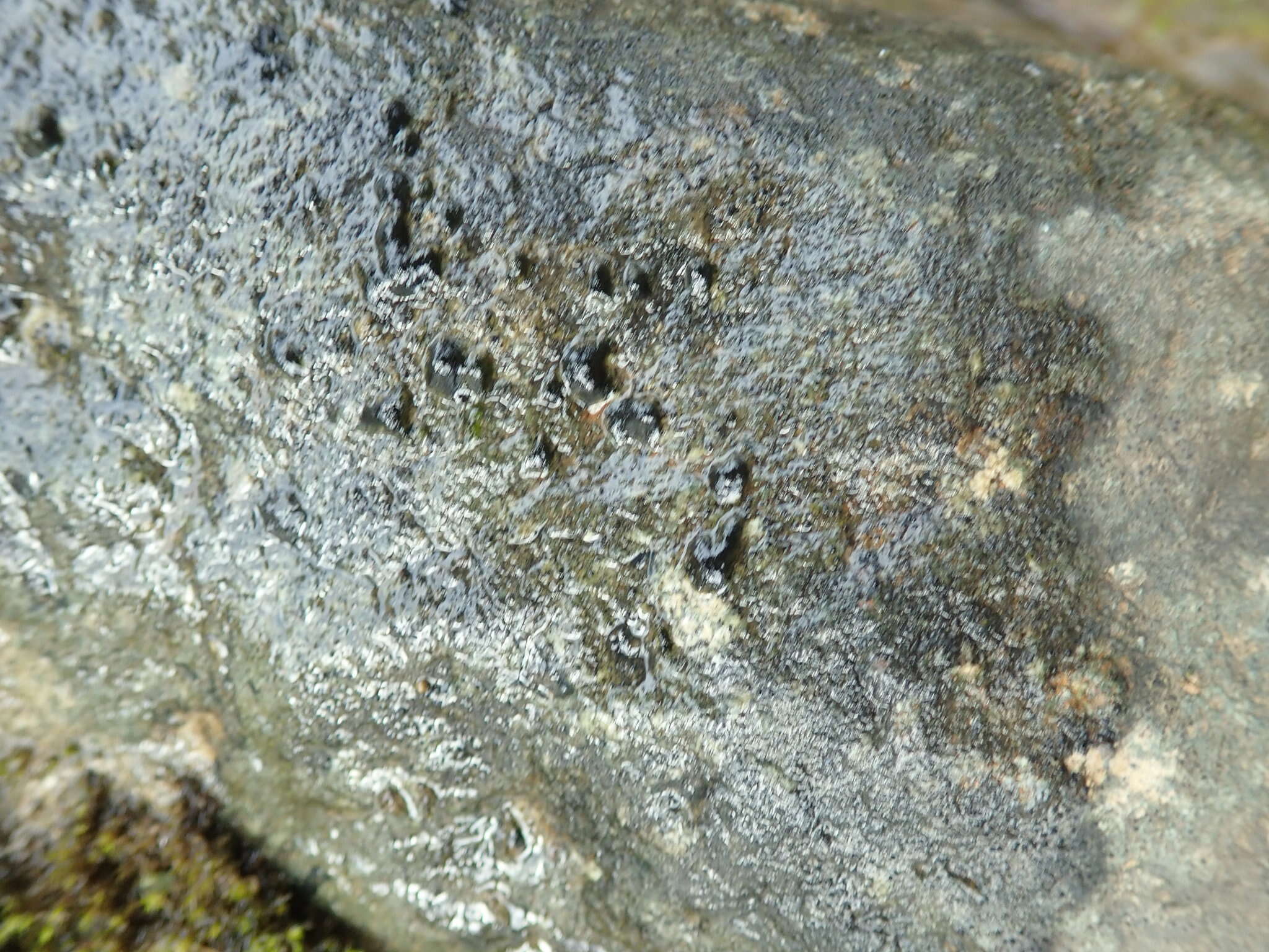 Image of Coleodesmium wrangelii