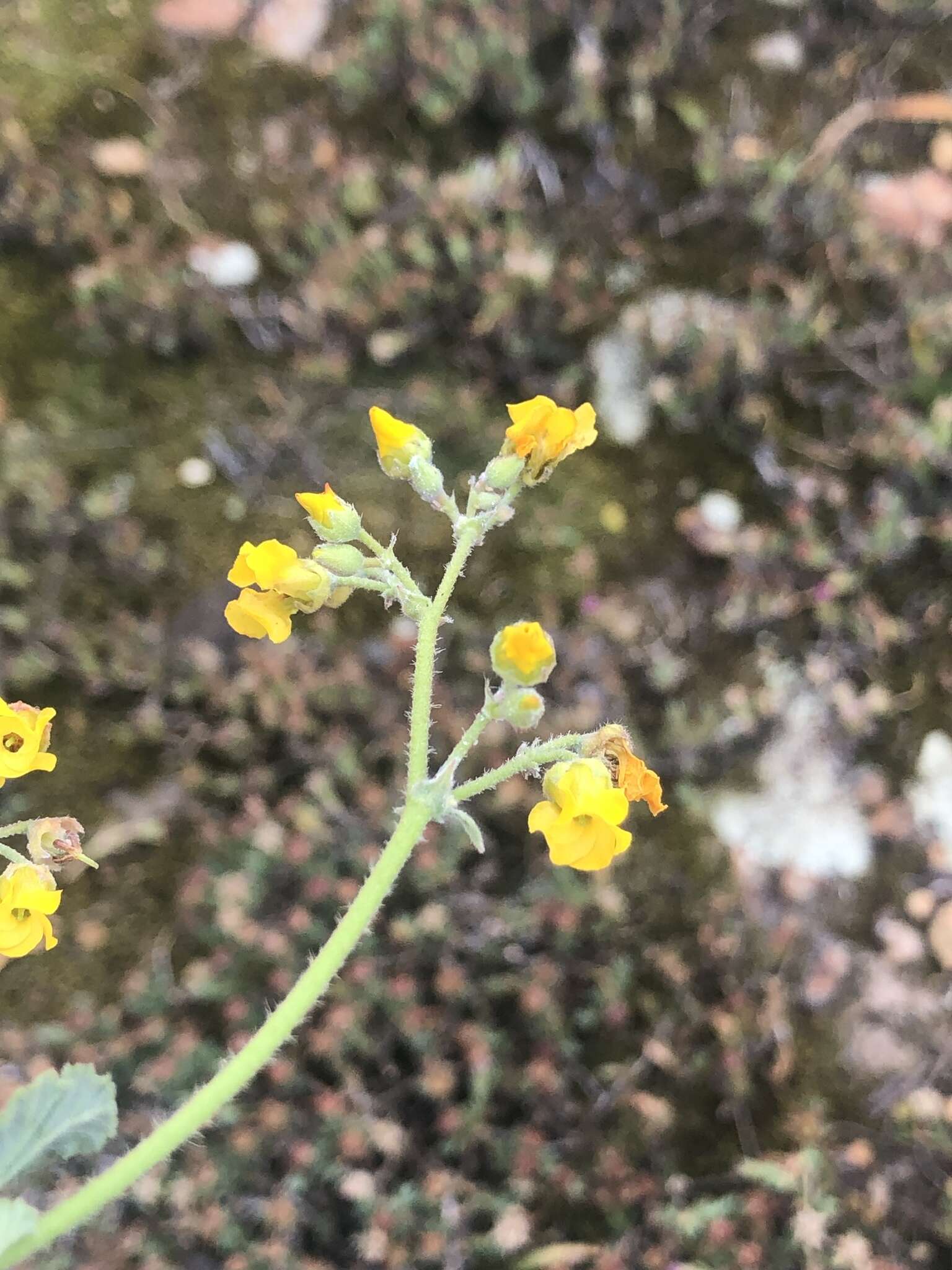 Image of Hermannia prismatocarpa E. Mey.