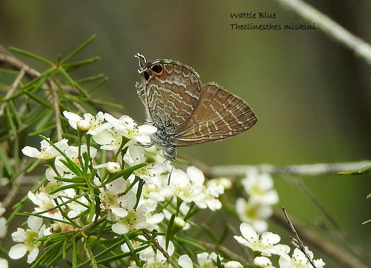 Image of Theclinesthes miskini (Lucas 1889)