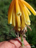 Image de Kniphofia porphyrantha Baker