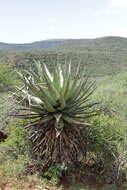 Image of Mountain aloe