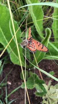 Image of Acraea nohara Boisduval 1847