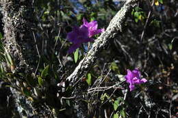 Image of Laelia furfuracea Lindl.