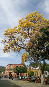 صورة Handroanthus chrysanthus (Jacq.) S. O. Grose