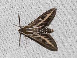 Image of striped hawk-moth