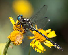 Image of Elusive Clubtail