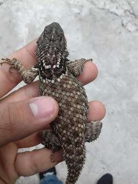 Image of Sceloporus mucronatus Cope 1885