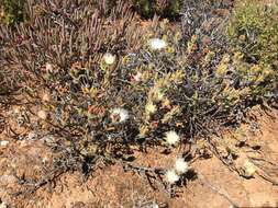 Image of Drosanthemum papillatum L. Bol.