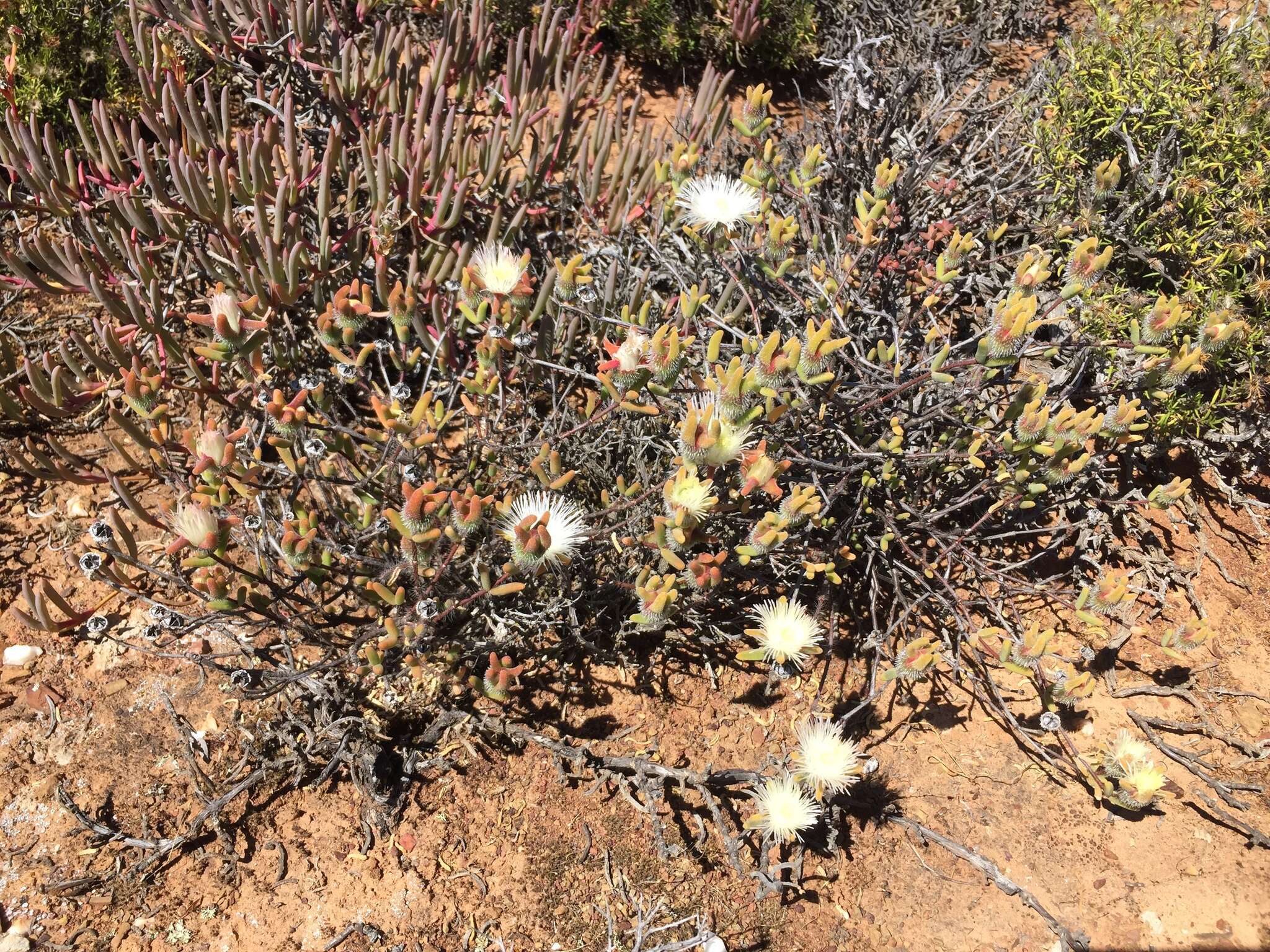 Imagem de Drosanthemum papillatum L. Bol.