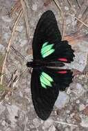 Parides sesostris (Cramer (1779)) resmi