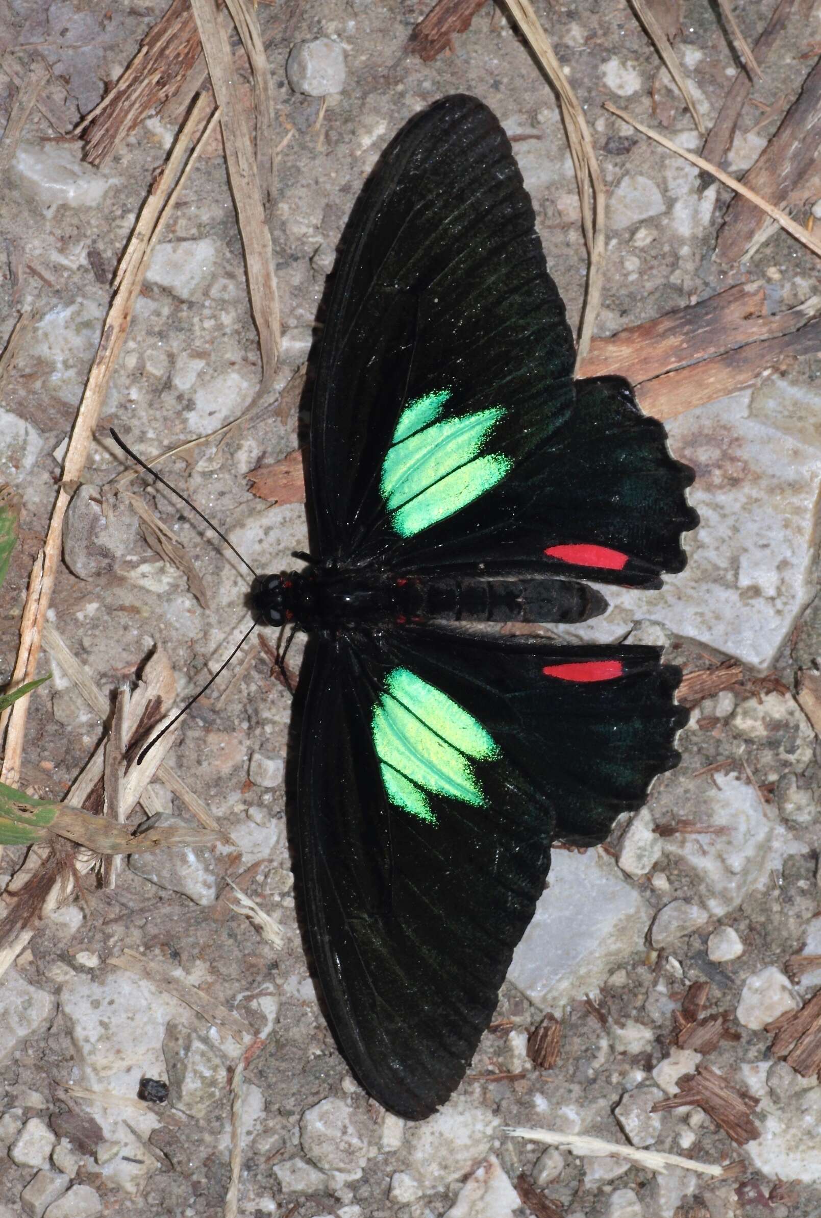 Parides sesostris (Cramer (1779)) resmi