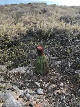 Image of Melocactus intortus subsp. intortus