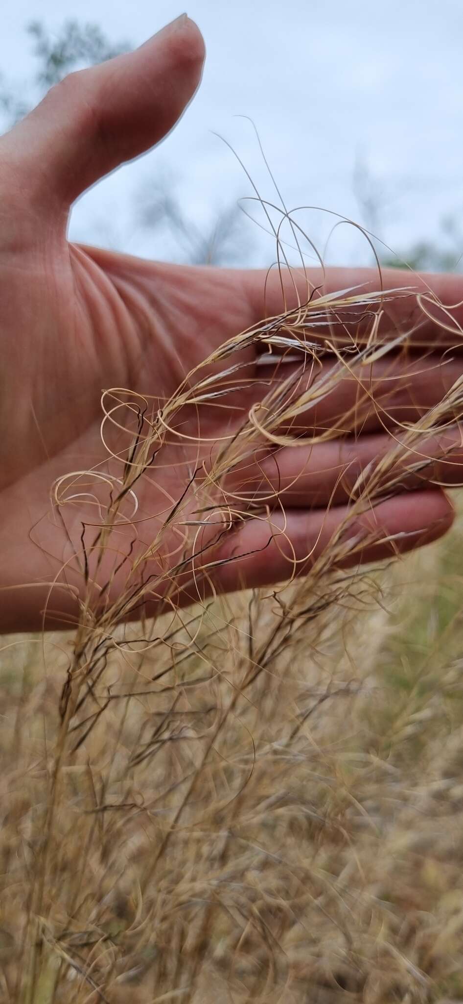 Image of Austrostipa nitida (Summerh. & C. E. Hubb.) S. W. L. Jacobs & J. Everett