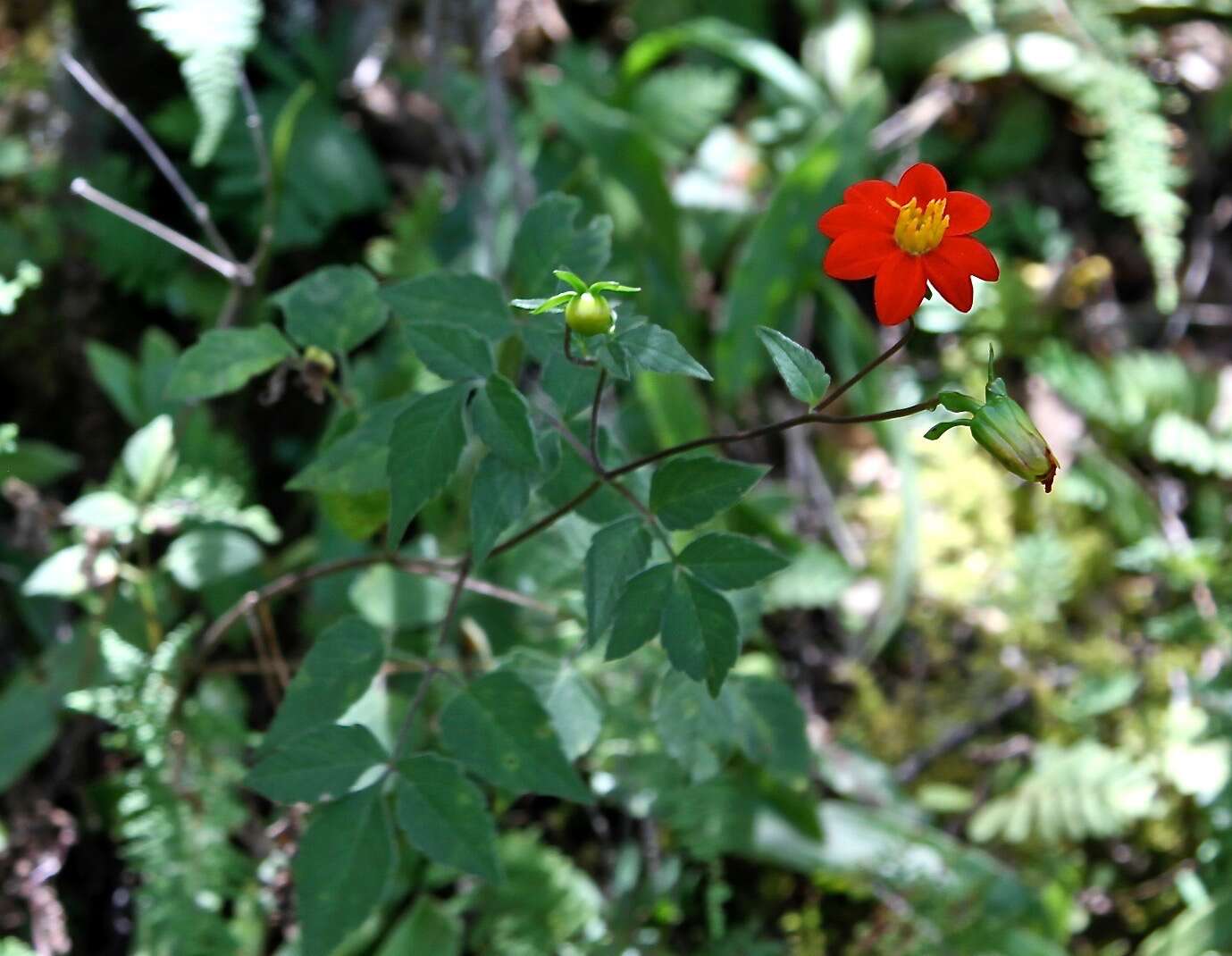 Image of red dahlia