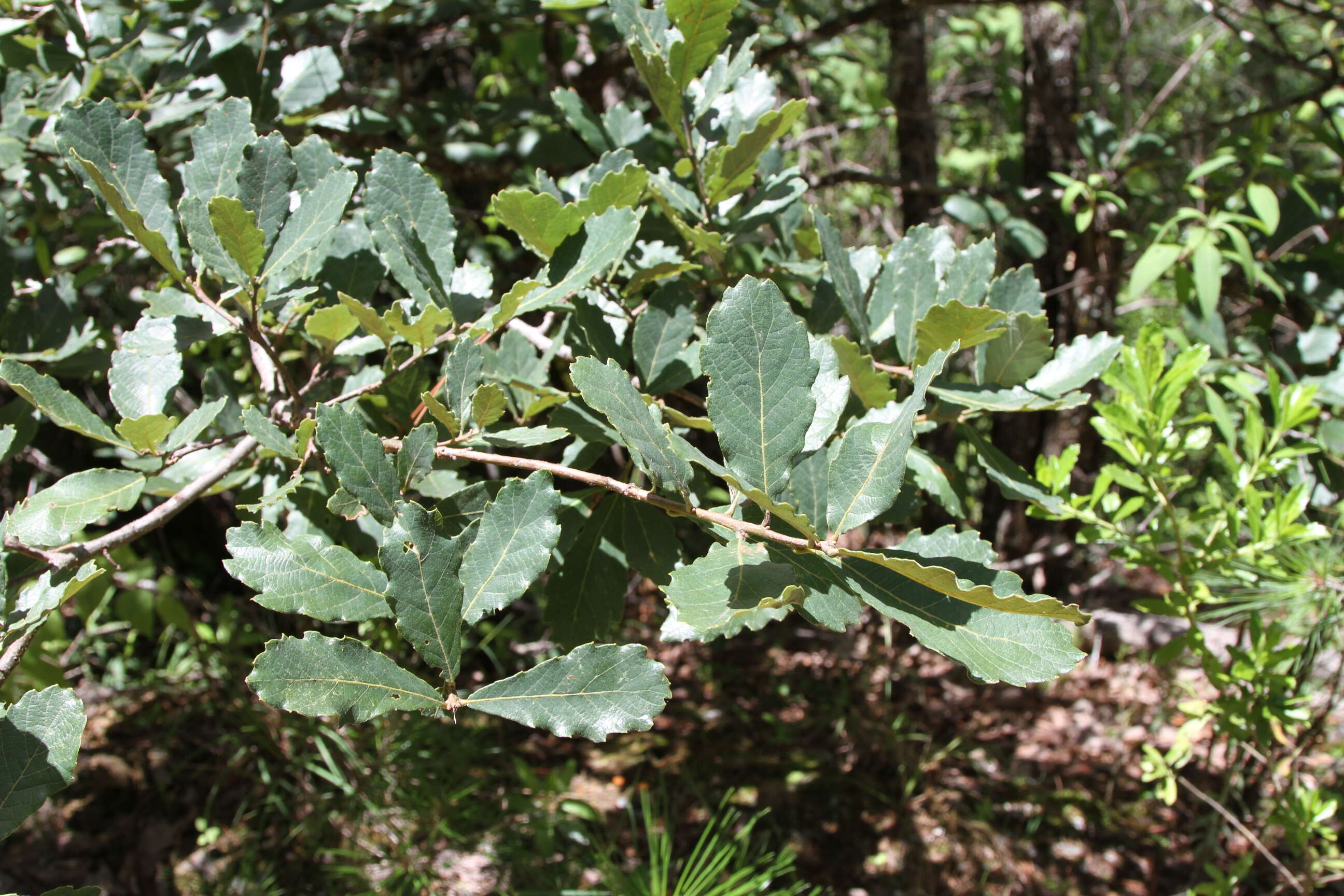 Слика од Quercus glabrescens Benth.