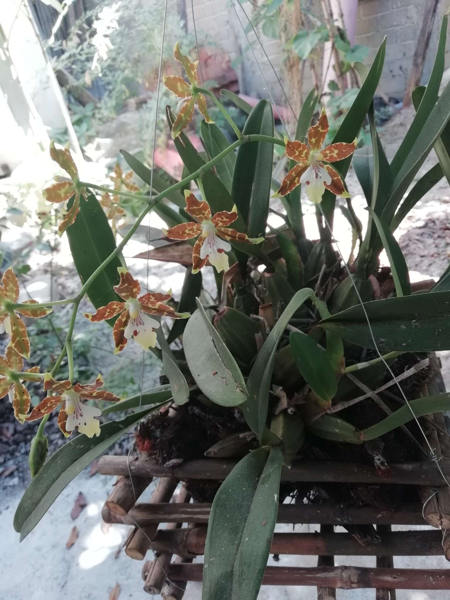 Image of Oncidium maculatum (Lindl.) Lindl.