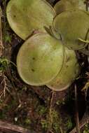 Image of Pinguicula moranensis Kunth