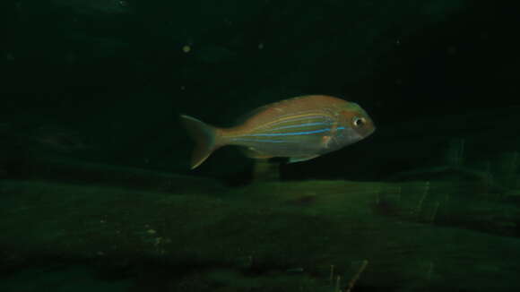 Image of Panga Seabream