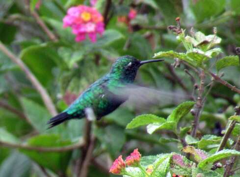 Image of Western Emerald