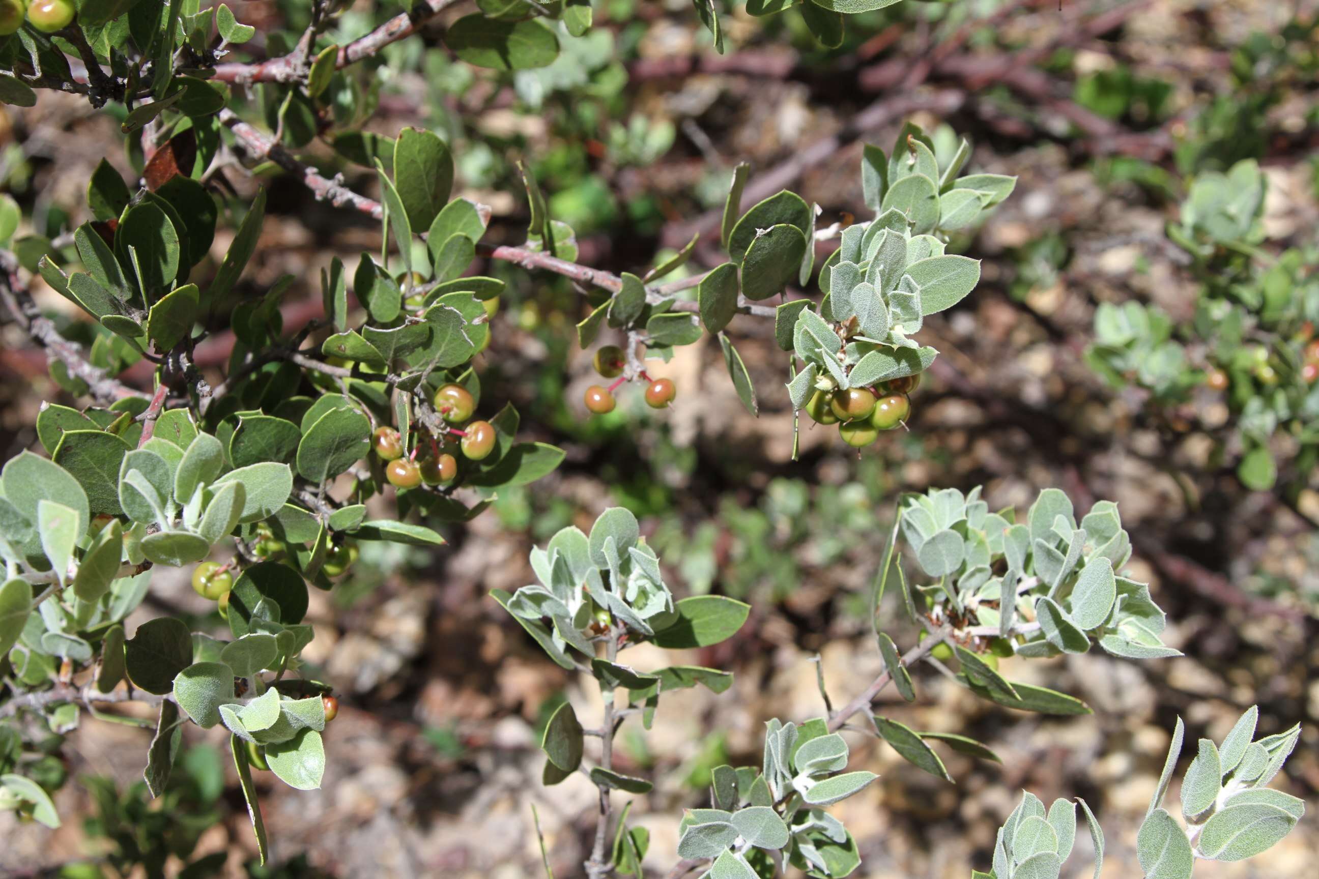 Image of pointleaf manzanita