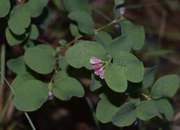 Image of creeping snowberry