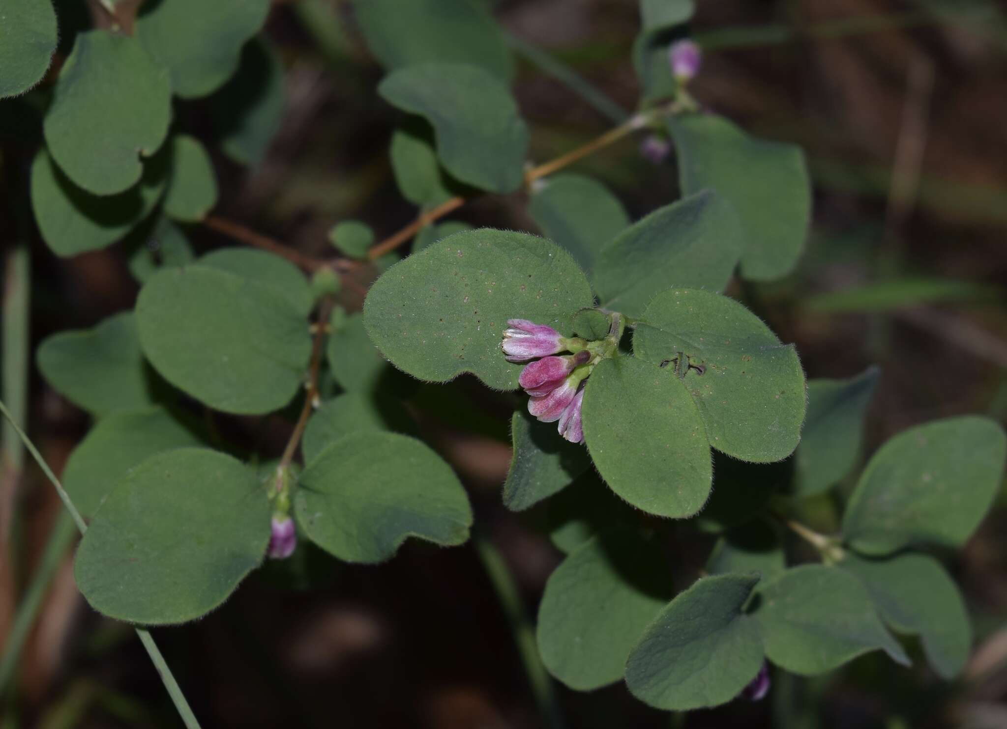 Image of creeping snowberry