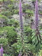 Echium pininana Webb & Berth.的圖片